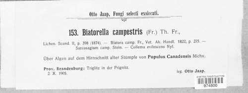 Biatorellaceae image